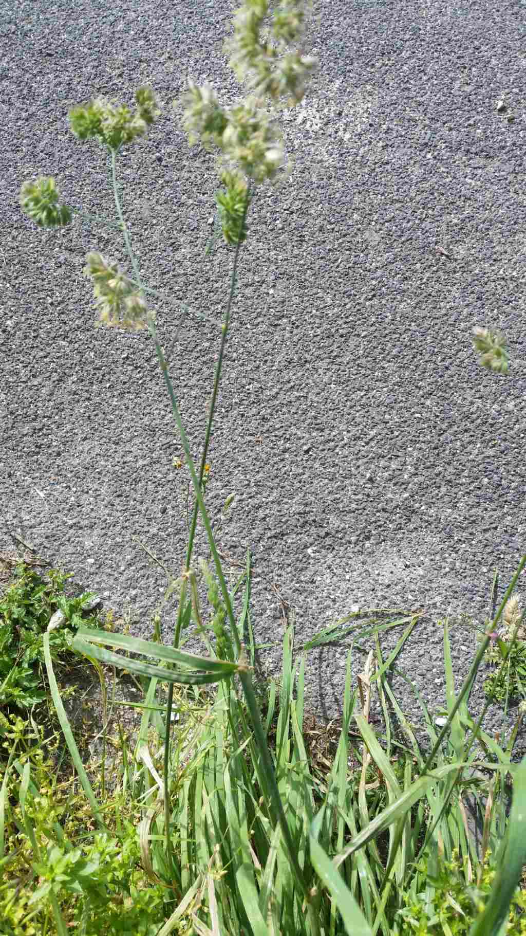 Dactylis glomerata (Poaceae)